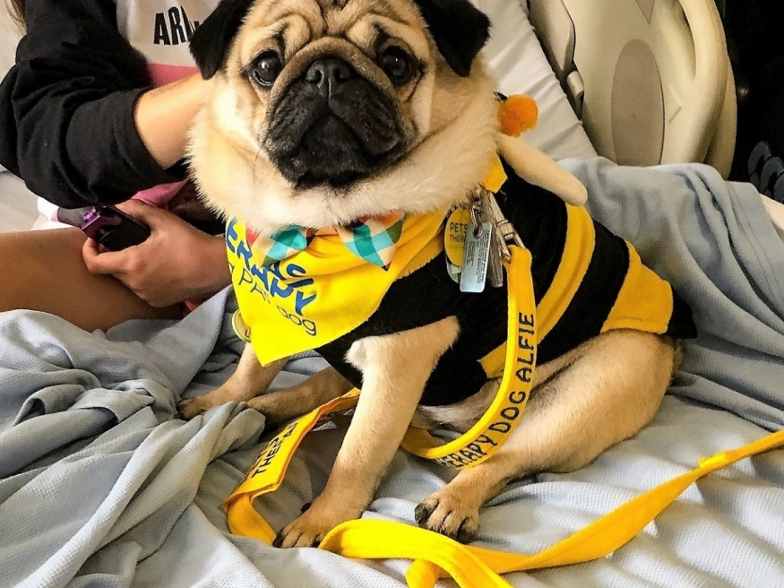 large_article_Alfie_TERAPEVTSKI PES_REVIJAEVROPA.SI_profimedia.jpg